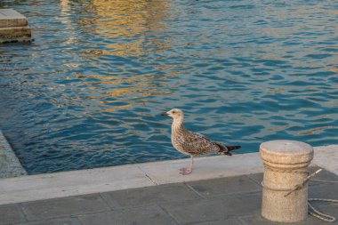 İtalya, Venedik 'teki San Simeone Piccolo Kilisesi önünde Büyük Kanal' ın kıyısında oturan bir kadın.