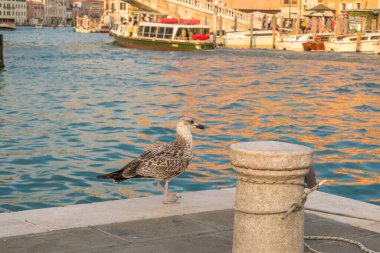 İtalya, Venedik 'teki San Simeone Piccolo Kilisesi önünde Büyük Kanal' ın kıyısında oturan bir kadın.