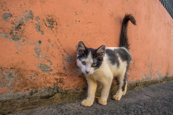 Ünlü Largo do Pelourinho ve mimarisi Salvador, Brezilya 'daki renkli binalar