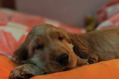 İngiliz cocker spaniel köpek yavrusu