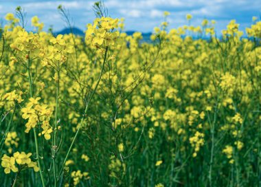 Alan kanola tecavüz çiçeklenme