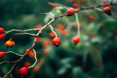 Gül ağacının dalları ve meyveleri