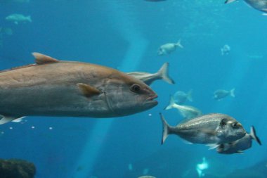 tuna balığı sualtı veya Tunny Atlantik Northern Swim 