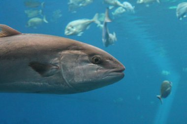 mavi yüzgeçli ton balığı olarak bilinen su altında yüzen ton balığı, Atlantik mavi yüzgeçli ton balığı (Thunnus thynnus) , kuzey mavi yüzgeçli orkinos, dev mavi yüzgeçli veya tunny stok, fotoğraf, fotoğraf, resim, resim,