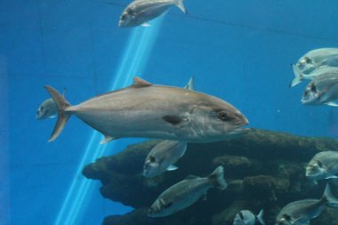 tuna balığı yüzme sualtı Bluefin ton balığı olarak bilinen, Atlantik Bluefin ton balığı (Thunnus thynnus), Kuzey Bluefin ton balığı, dev Bluefin veya Tunny 