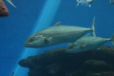 ton balığı sualtı Yüzme 