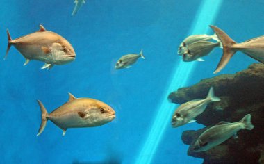 tuna balığı yüzme sualtı Bluefin ton balığı olarak bilinen, Atlantik Bluefin ton balığı (Thunnus thynnus), Kuzey Bluefin ton balığı, dev Bluefin veya Tunny 