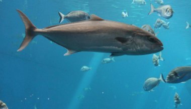 tuna balığı yüzme sualtı Bluefin ton balığı olarak bilinen, Atlantik Bluefin ton balığı (Thunnus thynnus), Kuzey Bluefin ton balığı, dev Bluefin veya Tunny 