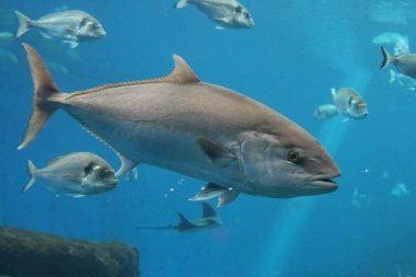 tuna balığı yüzme sualtı Bluefin ton balığı olarak bilinen, Atlantik Bluefin ton balığı (Thunnus thynnus), Kuzey Bluefin ton balığı, dev Bluefin veya Tunny 