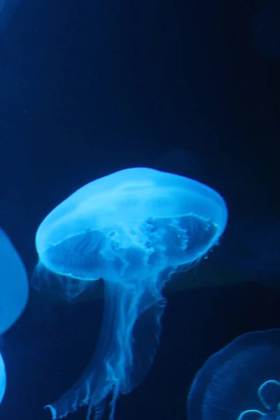 Medúza Moon Bioluminescence Bio Fluoreszkáló Kék Fények Hold Medúza Fajta — Stock Fotó