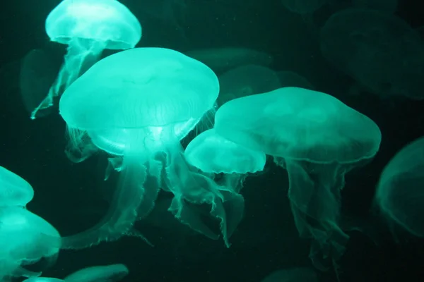 Jellyfish Moon Bioluminescence Bio Fluorescent Blue Lights Moon Jellyfish Variety — Stock Photo, Image