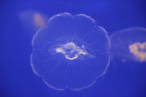 Medúza Moon Bioluminescence Bio Fluoreszkáló Kék Fények Hold Medúza Fajta — Stock Fotó
