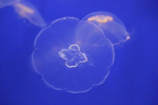 Jellyfish Moon Bioluminescence Bio Fluorescent Blue Lights Moon Jellyfish Variety — Stok fotoğraf