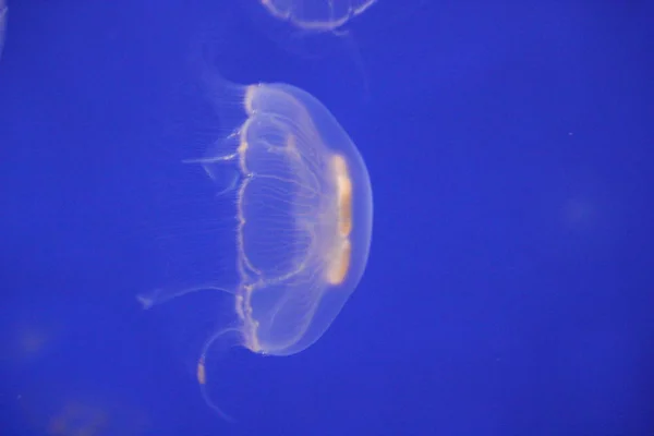 Maneter Måne Bioluminescens Bio Fluorescerende Blålys Måne Jellyfish Svømmer Vann – stockfoto