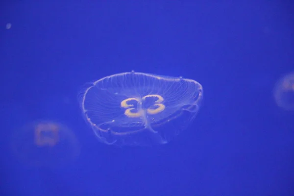 Jellyfish Moon Bioluminescence Bio Fluorescent Blue Lights Moon Jellyfish Variety — Stock Photo, Image