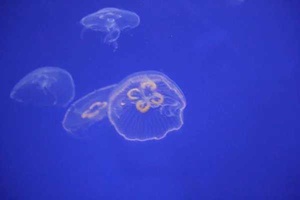 jellyfish moon bioluminescence bio fluorescent under blue lights, Moon Jellyfish variety swims underwater aquarium background stock, photo, photograph, image, picture,