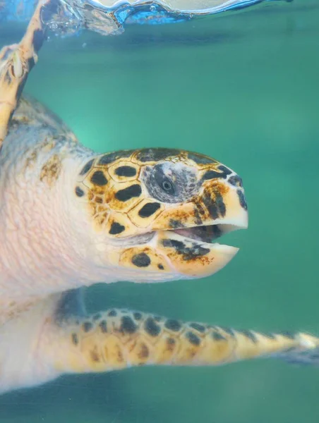 Hawksbill Sea Turtle Swimming Underwater — Stock Photo, Image
