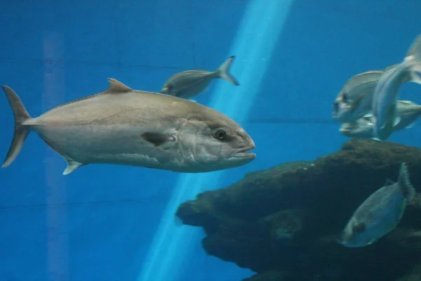 Thunfisch Der Unter Wasser Schwimmt Bekannt Als Roter Thun Atlantischer — Stockfoto