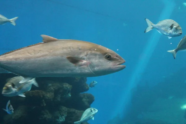 Thunfisch Der Unter Wasser Schwimmt Bekannt Als Roter Thun Atlantischer — Stockfoto