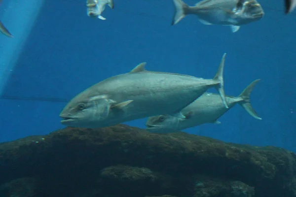tuna fish swimming underwater known as bluefin tuna, Atlantic bluefin tuna (Thunnus thynnus) , northern bluefin tuna, giant bluefin or tunny