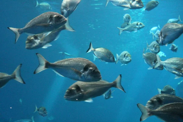 Thunfisch Der Unter Wasser Schwimmt Bekannt Als Roter Thun Atlantischer — Stockfoto