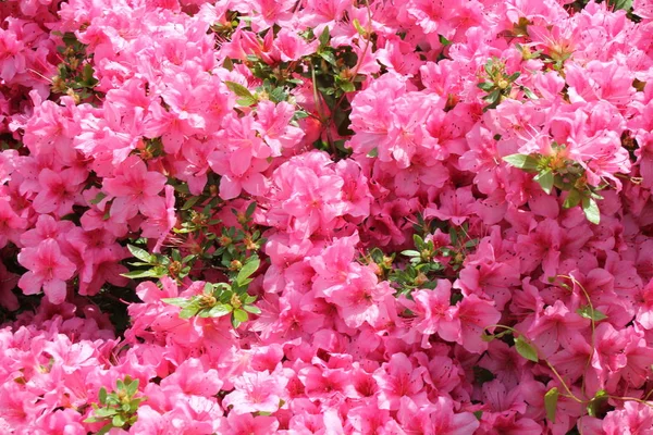 Rosa Blomma Azalea Rhododendron Grupp Bright Cerise Blommor Bakgrund Grödor — Stockfoto