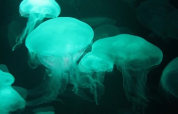Medusas Luna Bioluminiscencia Bio Fluorescente Bajo Las Luces Azules Luna — Vídeos de Stock