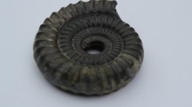 Nautilus kabuk Fibonacci altın oranı arka plan Stok görüntüleri video klip