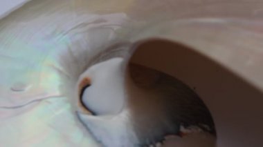 Nautilus kabuk Fibonacci altın oranı arka plan Stok görüntüleri video klip