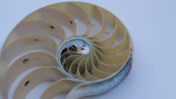 coquille nautilus perle Fibonacci séquence symétrie coupe transversale spirale coquille structure golden ratio fond nature patron coquille de mollusque (nautilus pompilius) copier espace moitié split stock vidéo