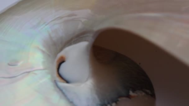 Nautilus Shell Fibonacci Золотое Сечение Заднего Плана Видеоклип — стоковое видео