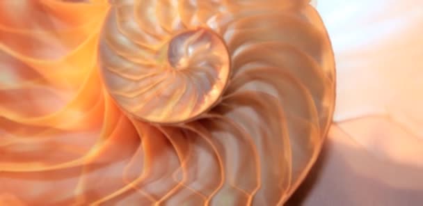 Coquille Nautilus Perle Fibonacci Séquence Symétrie Coupe Transversale Spirale Coquille — Video