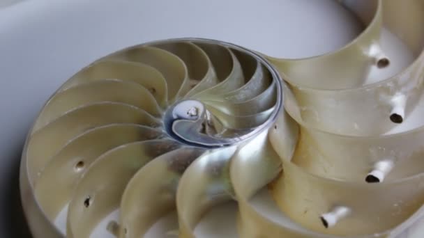 Skorupa Nautilus Perła Fibonacci Sekwencja Symetria Przekrój Spiralny Skorupa Struktura — Wideo stockowe
