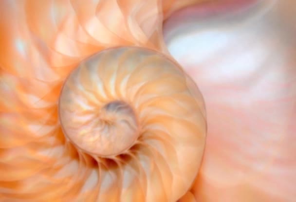 Shell Nautilus Pearl Fibonacci Sequence Symmetry Cross Section Spiral Shell — Stok video