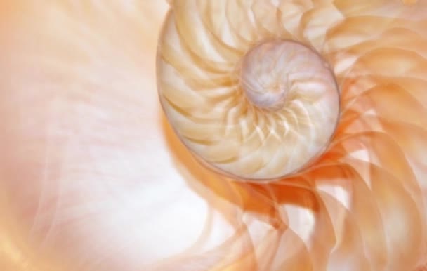 Nautilus Shell Fibonacci Goldener Schnitt Hintergrund Stock Footage Videoclip — Stockvideo