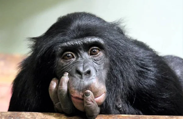 Chimp chimpanzee (pan troglodyte looking deep and thoughtful stock photo photograph image picture — Stock Photo, Image