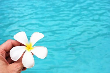 Frangipani çiçeği tropikal havuz kenarı arka planında fotokopi alanı fotoğraf resmi ile spa tatil beldesi gezisi 