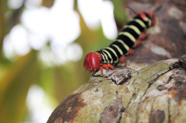 Fransız güvesi tırtıl sarı ve siyah şeritli, kızıl saçlı.