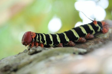 Fransız güvesi tırtıl sarı ve siyah şeritli, kızıl saçlı.