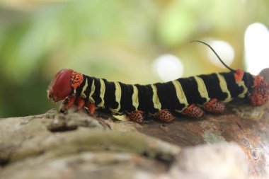 Fransız güvesi tırtıl sarı ve siyah şeritli, kızıl saçlı.