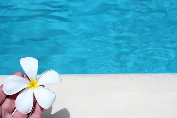 Frangipani Blume Tropischen Pool Hintergrund Für Kurort Reise Mit Kopie — Stockfoto