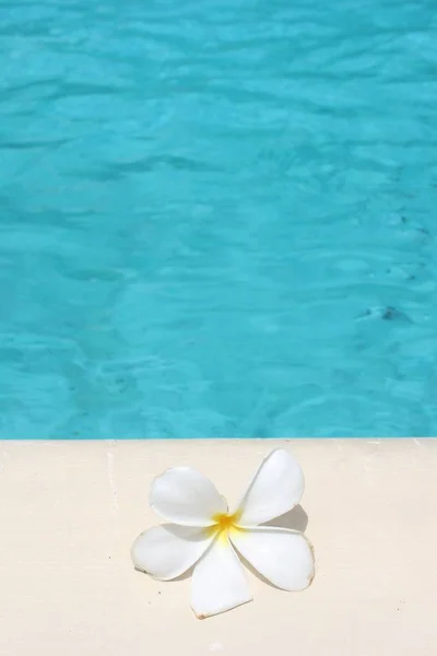 Frangipani Blume Tropischen Pool Hintergrund Für Kurort Reise Mit Kopie — Stockfoto