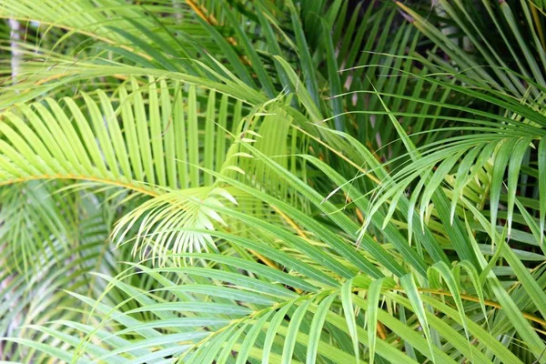 Liści Palmy Tropikalnej Ciemnozielone Stonowane — Zdjęcie stockowe