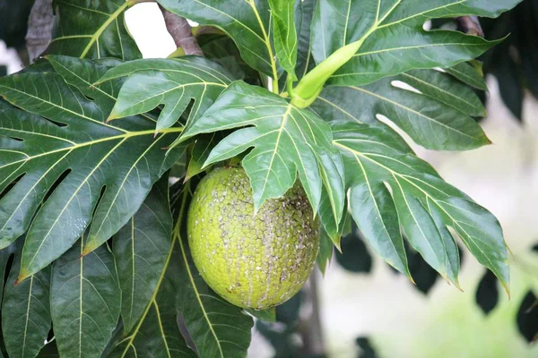 Owoce Chleba Drzewie Tłem Liści Owoce Tropikalne Które Smakują Jak — Zdjęcie stockowe