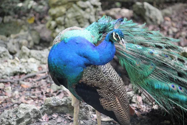 Head Shot Wild Male Peacock Blue Green Feathers — Fotografia de Stock