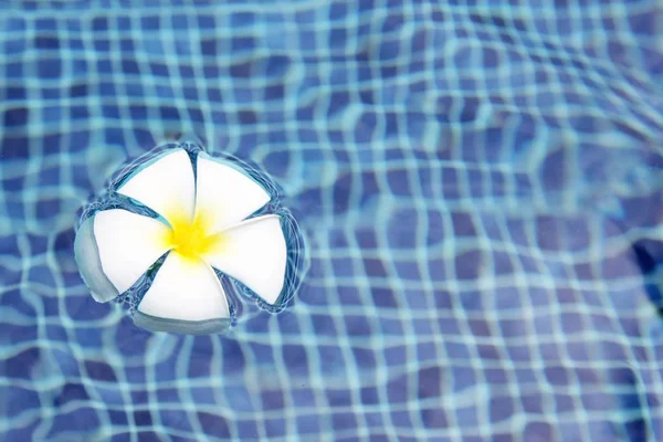 Frangipani Flor Tropical Piscina Balneario Fondo Con Copia Espacio Frangipani —  Fotos de Stock