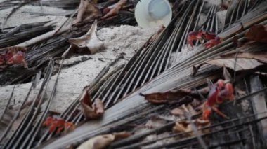 Karayip Barbados 'ta yiyecek arayan kırmızı yengeçlerin arkasında plastik bardak kumu var.