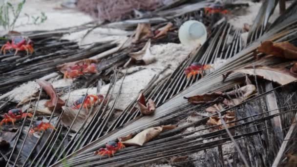 赤いカニはカリブ海で食べ物を探していますバルバドスのプラスチック製のカップのゴミの後ろに 株式ビデオクリップ — ストック動画