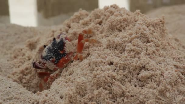 カリブ海のビーチでの赤いカニバルバドスでの掘削 砂を引き出す赤いカニ 株式ビデオクリップ — ストック動画