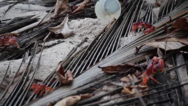 赤いカニはカリブ海で食べ物を探していますバルバドスのプラスチック製のカップのゴミの後ろに 株式ビデオクリップ — ストック動画